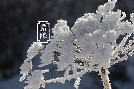 今日霜降 _ 露凝為霜知霜降，滴酒品后知濃香96.png